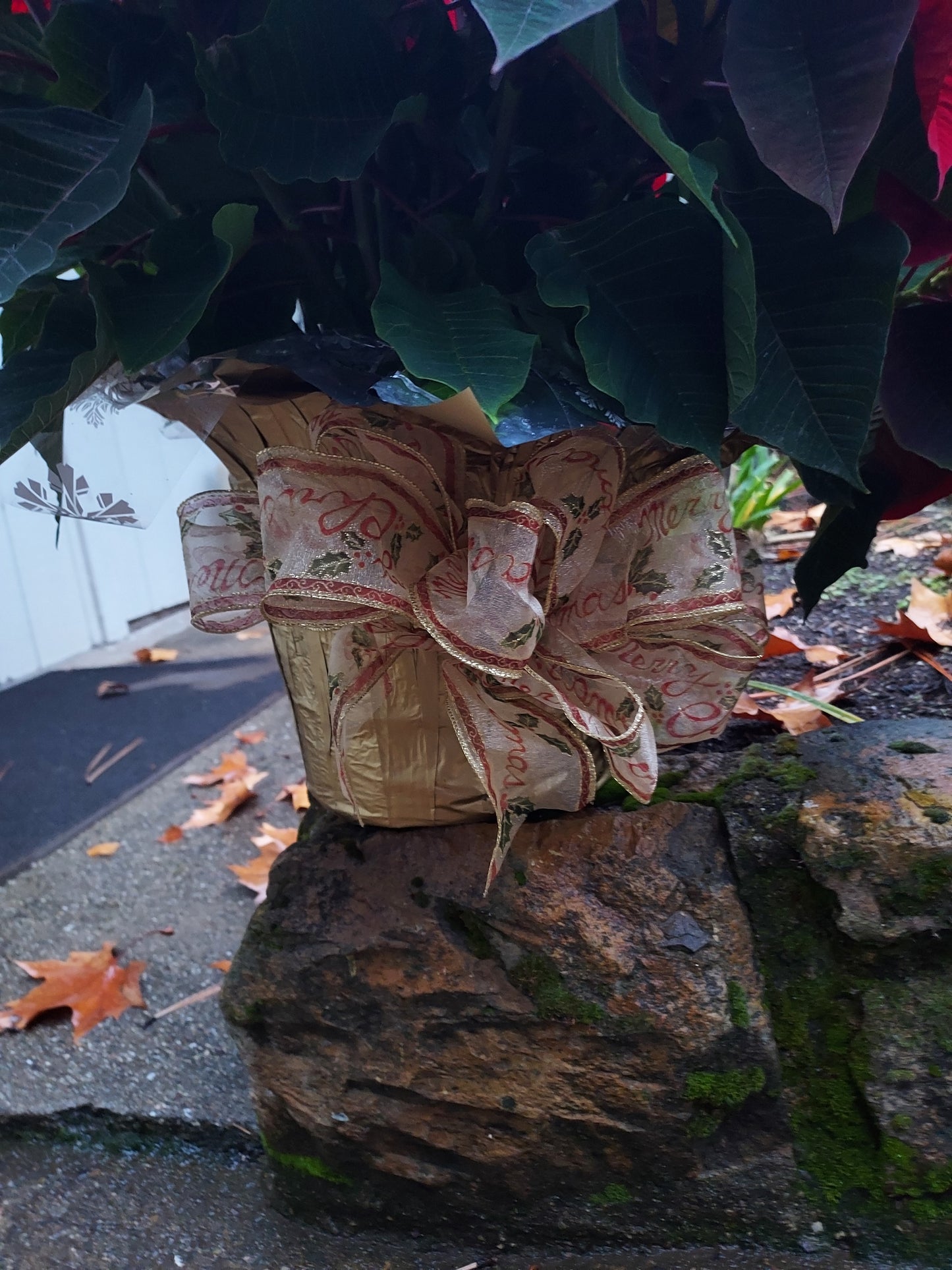 Poinsetta Plant