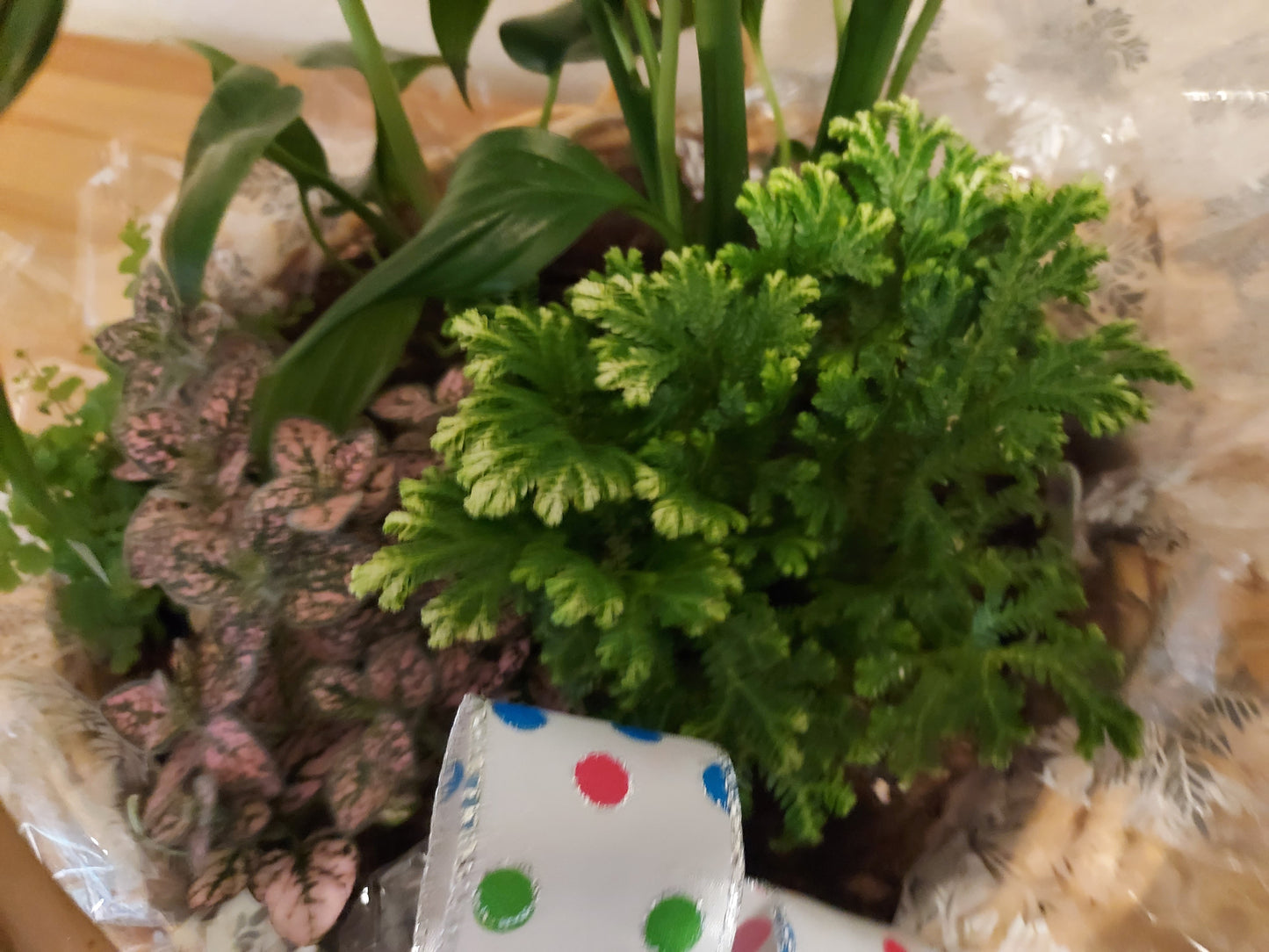 Garden Plant 6"