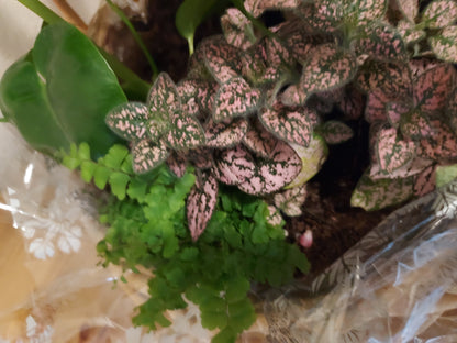 Garden Plant 6"