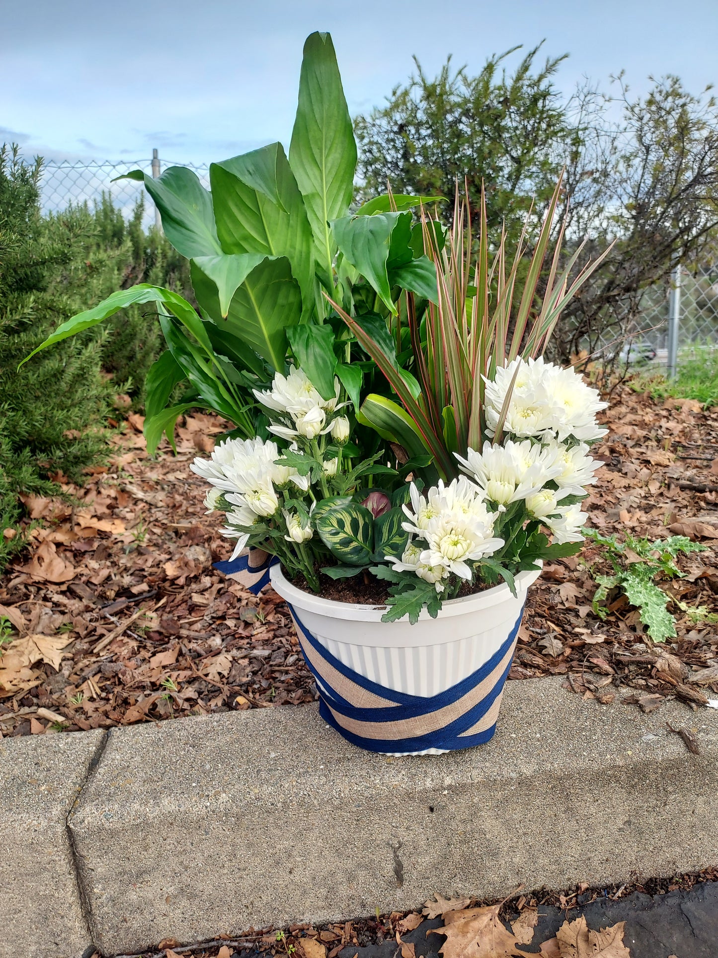 Garden Plant 6"