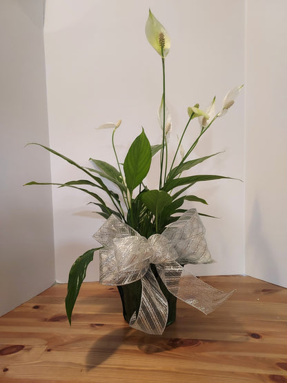 Garden Plant 6"