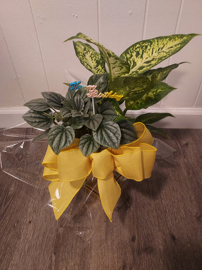 Garden Plant 6"