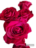 Valentine Dozen Roses in a Vase