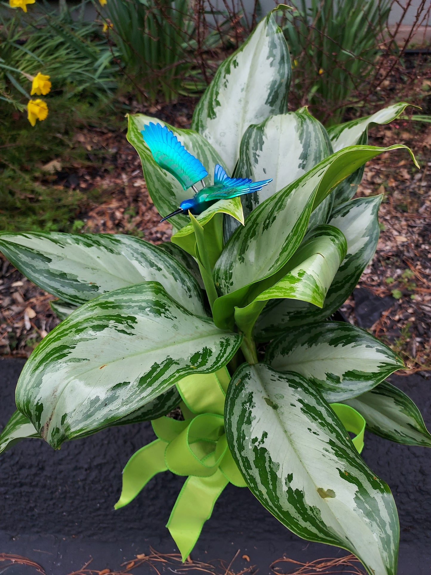 Garden Plant 6"