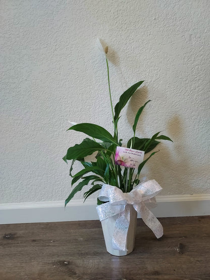 Garden Plant 6"