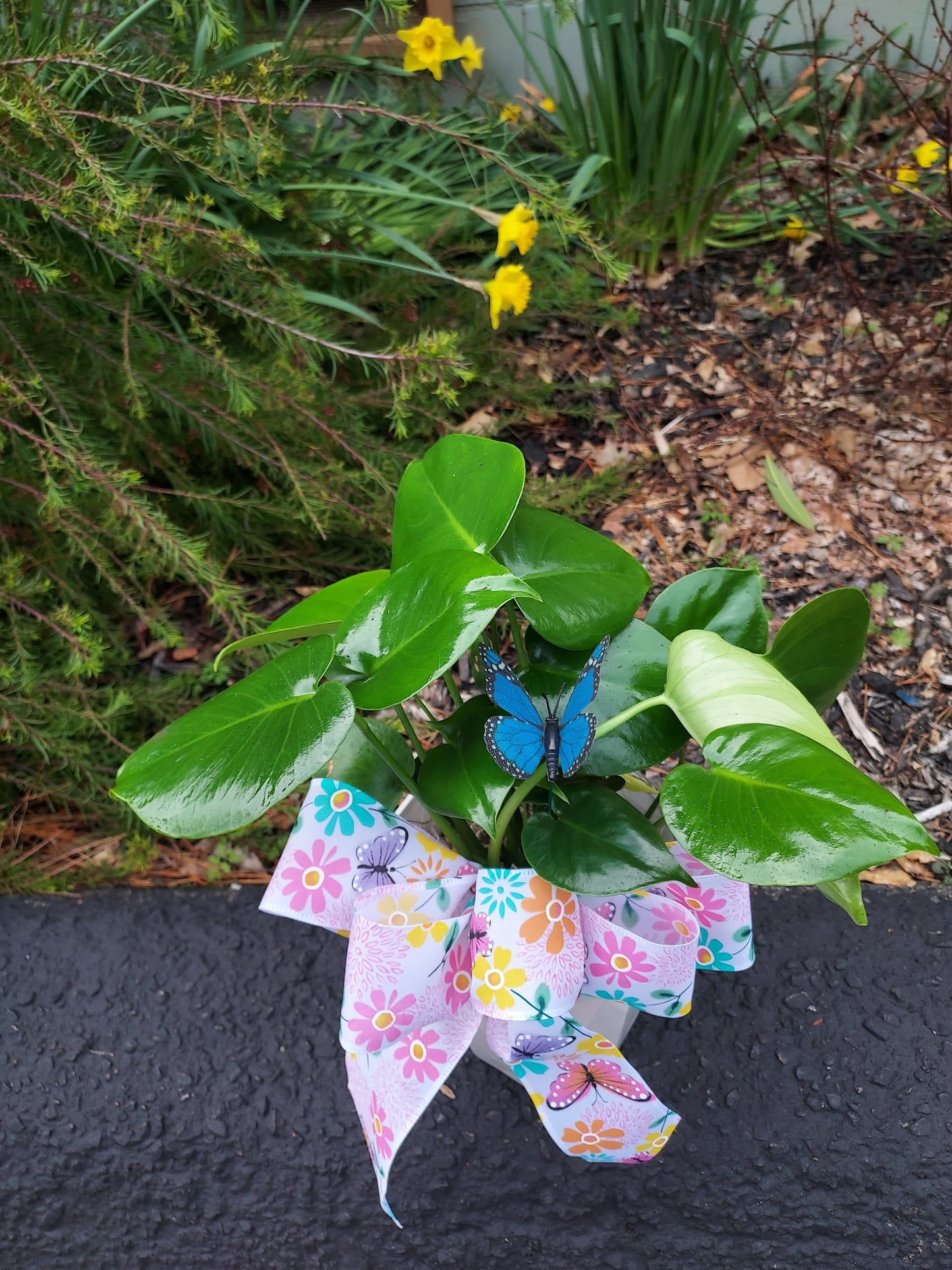 Garden Plant 6"