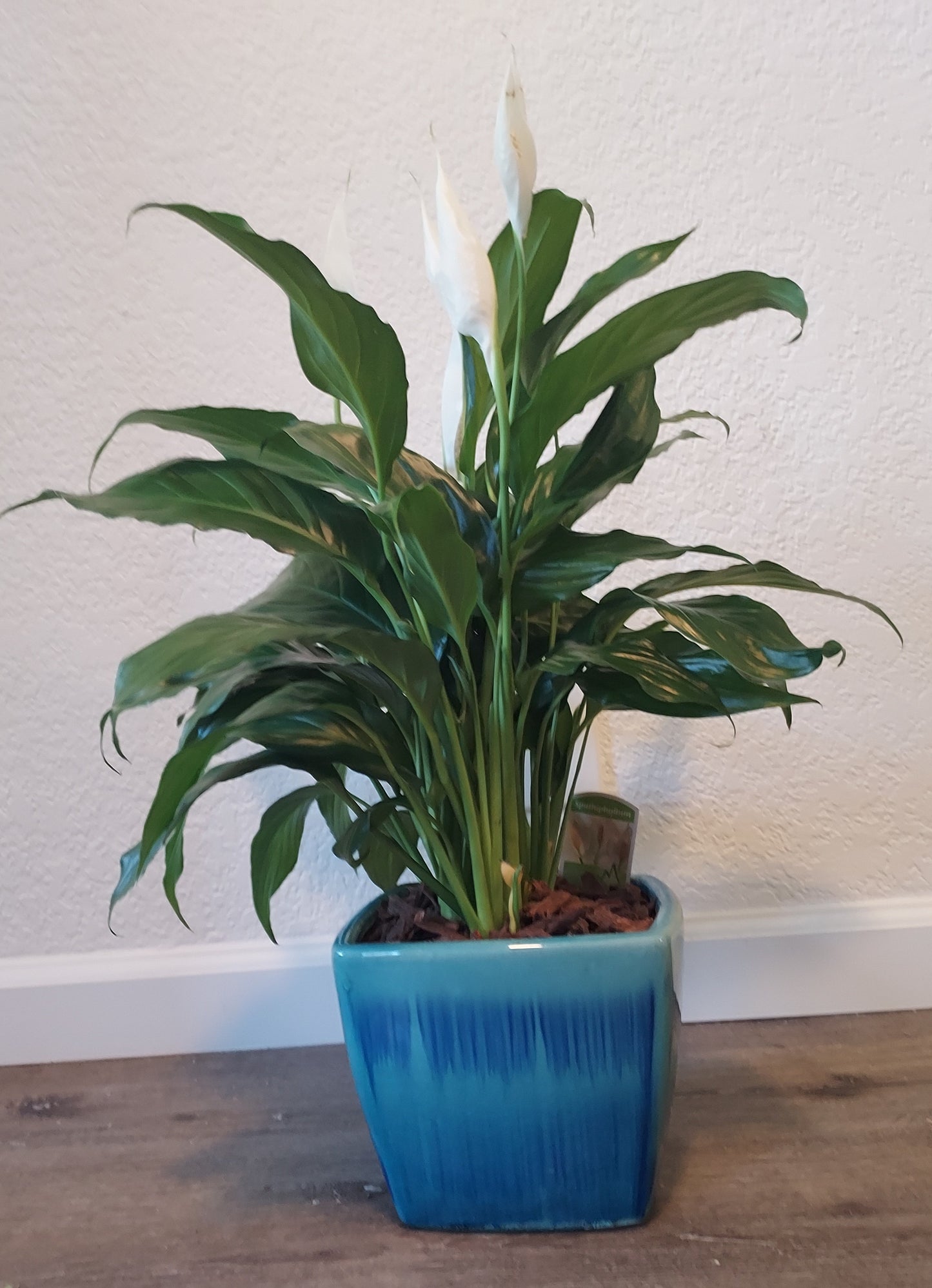 Garden Plant 6"