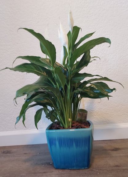 Garden Plant 6"