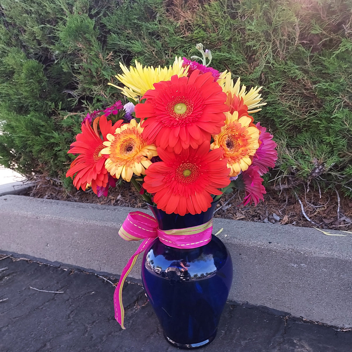 Gerber Daisies